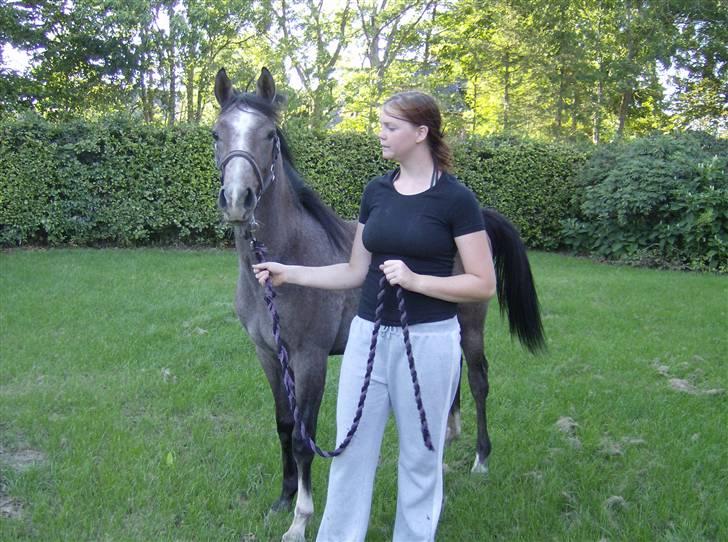 Arabisk fuldblod (OX) Amadeus "R.I.P ;( billede 11