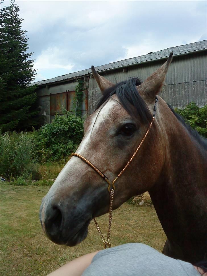 Arabisk fuldblod (OX) Amadeus "R.I.P ;( - fotograf line tømmerup billede 12