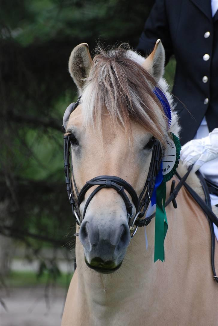 Fjordhest Arkibald ***SOLGT*** - Foto taget af Lisbeth Bendixen til Fjordheste Stævne I Branderup 2008 billede 1