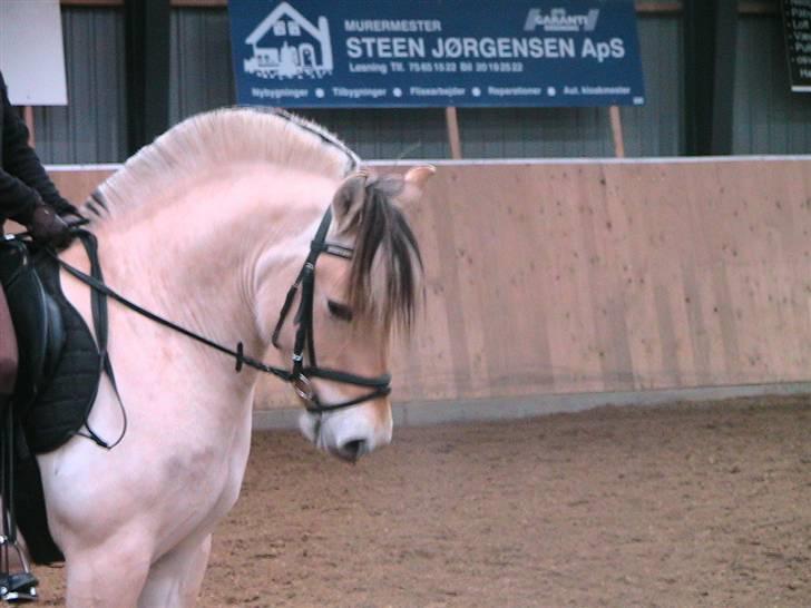 Fjordhest Arkibald ***SOLGT*** billede 3