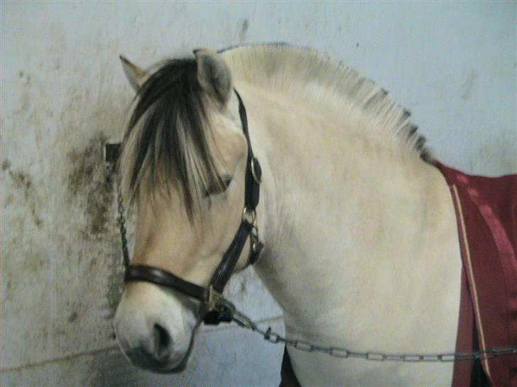 Fjordhest Arkibald ***SOLGT*** billede 4