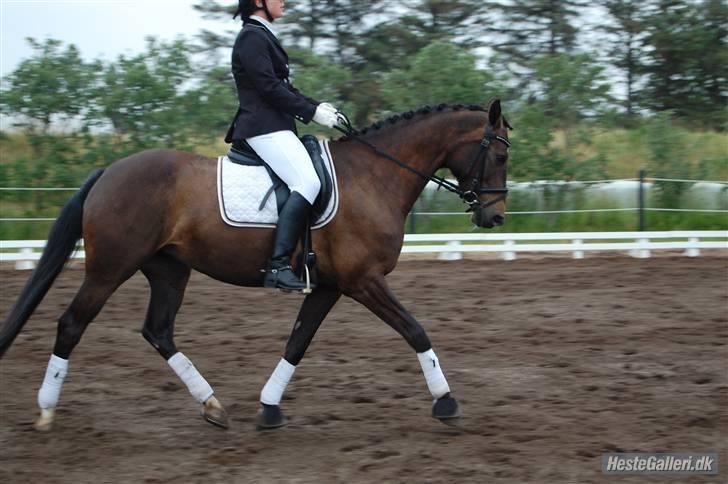 Holstener Carina II - solgt. - Ribe første stævne :D Foto: Chrisser - Det blev til 3x2 pladser og 1x1. plads billede 9
