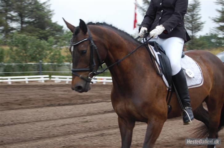 Holstener Carina II - solgt. - Ribe første stævne :D Foto: Chrisser - Det blev til 3x2 pladser og 1x1. plads billede 11