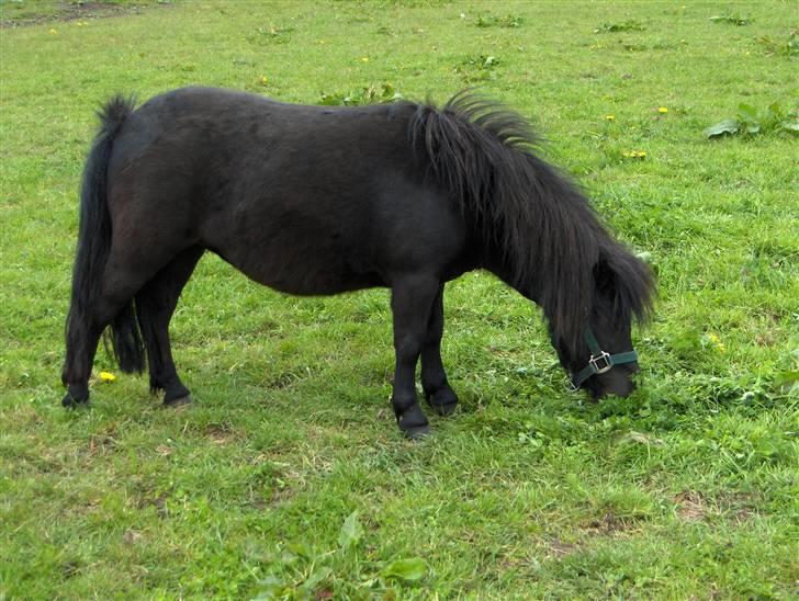 Shetlænder Mosbækmindes Regitze (Solgt) - Foråret 2007 billede 14