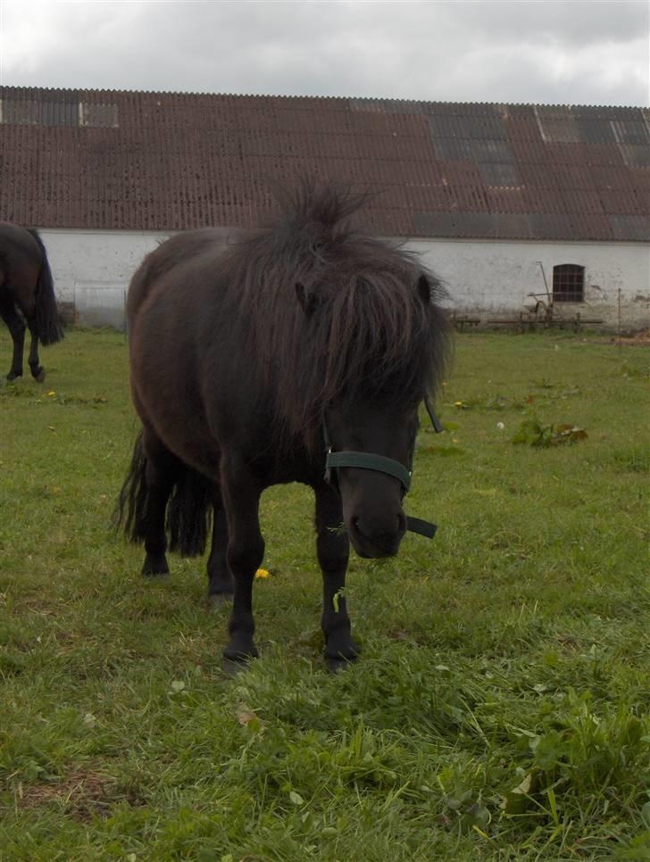 Shetlænder Mosbækmindes Regitze (Solgt) - Foråret 2007 billede 15