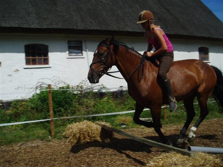 Dansk Varmblod Fru larsen<3 - rilo og larsen tager lige et spring:) billede 9