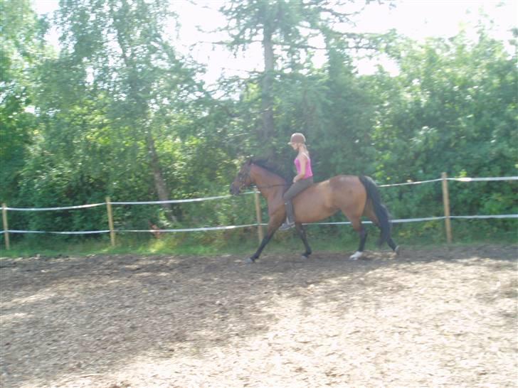 Dansk Varmblod Fru larsen<3 - prøv lige at se mit ben:) rilo rider larsen:) billede 10