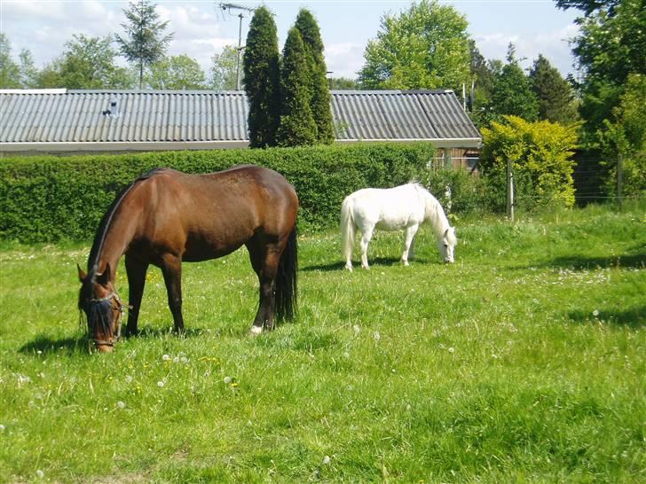 Dansk Varmblod Fru larsen<3 - larsen og victor hygger på folden:) billede 11