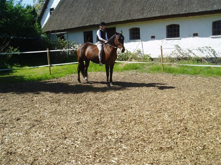 Dansk Varmblod Fru larsen<3 - kig ikk på mig linger lo*rt billede 12