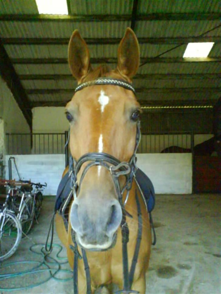 Anden særlig race Eddy - Efter ridetur, meget spændene :P. INGEN BILLEDER MÅ KOPIERS! billede 12