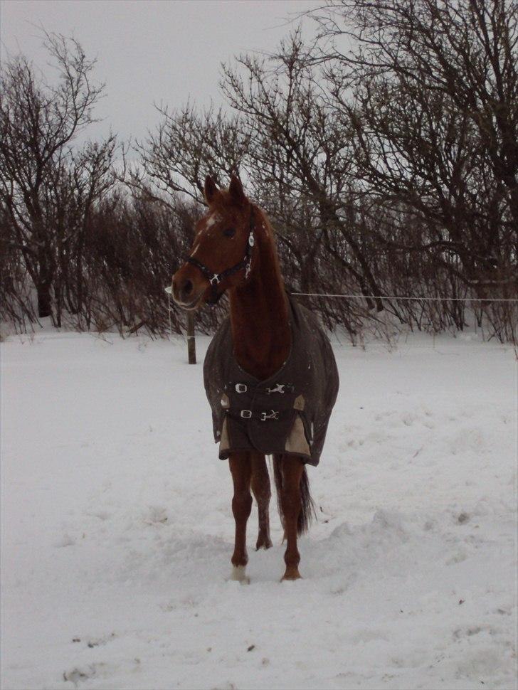 Anden særlig race Eddy - kig kig ;) INGEN BILLEDER MÅ KOPIERS! billede 13