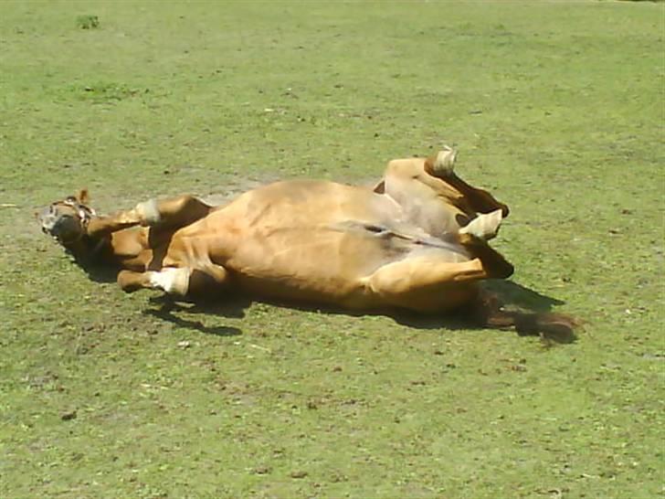 Anden særlig race Eddy - Haha! Rulle Rulle :D INGEN BILLEDER MÅ KOPIERS! billede 14
