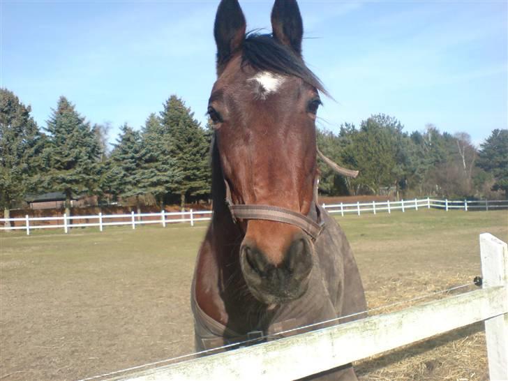 Dansk Varmblod Fru larsen<3 - en god dag på folden:) billede 13