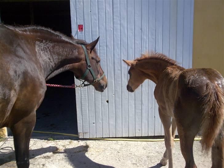 Dansk Varmblod Aalykkegaardens Ferrari - Nyt . . HaY hvem er du ?? billede 11