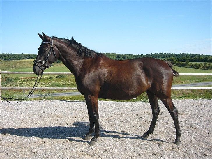 Dansk Varmblod Bomgaardens Black Pearl *SOLGT* - uge 29 år 2010 billede 20