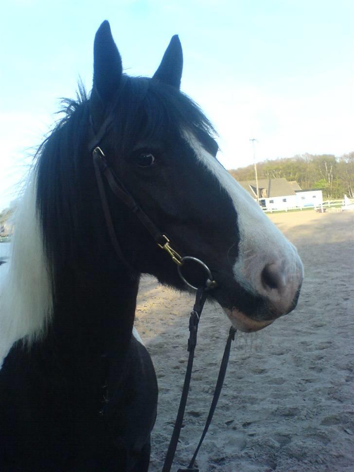 Irish Cob Næbbets Ballina - Min smukke 1´er<3 billede 4