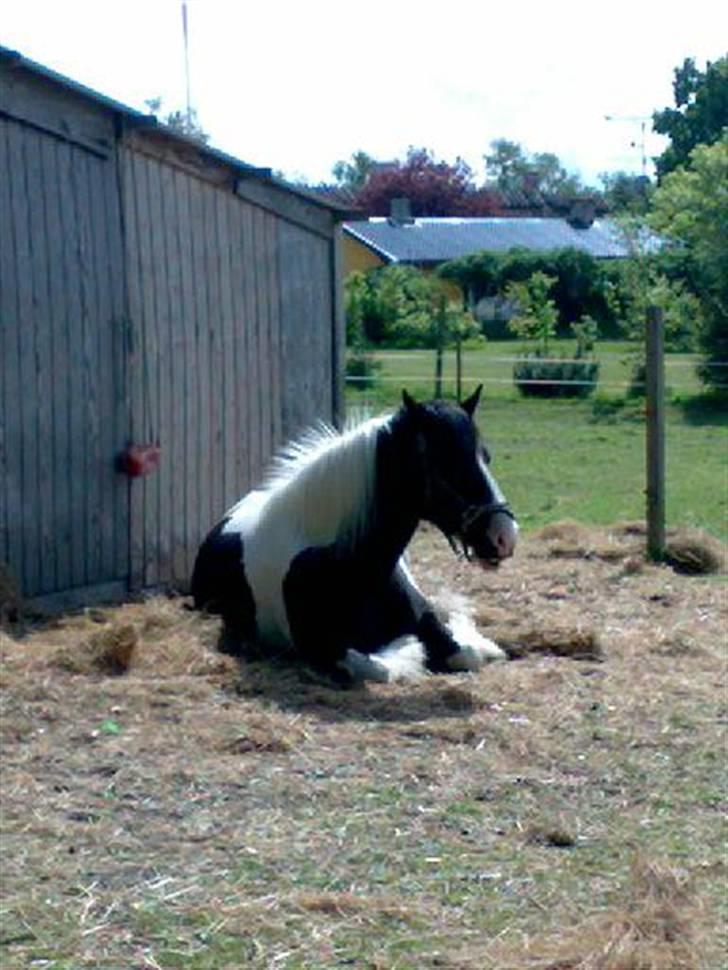 Irish Cob Næbbets Ballina - Ballina tar lige en powernap inden hun skal ud og ríde<3 billede 7