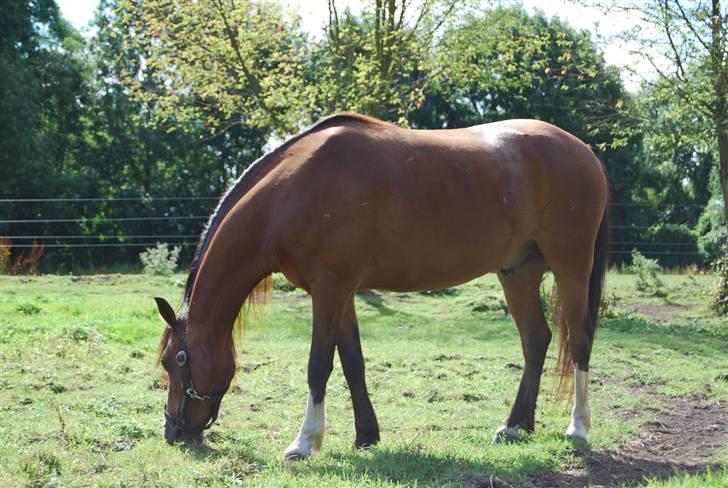 Welsh Mountain (sec A) Fieneke's Ferry billede 14