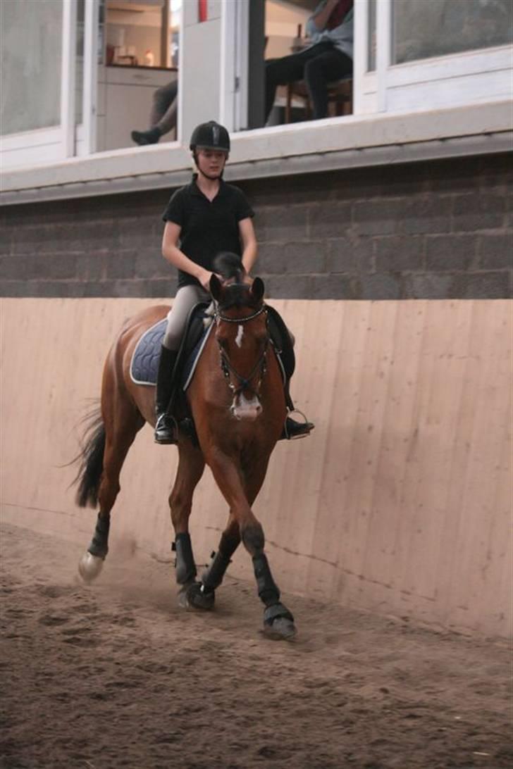 Hollandsk Varmblod Purple KWPN - Foto: Pernica Foto - undervisning v. Peter Kobbernagel versade ^^ hvis nogle skulle være i tvilvl (se fotoalbum) :D billede 8
