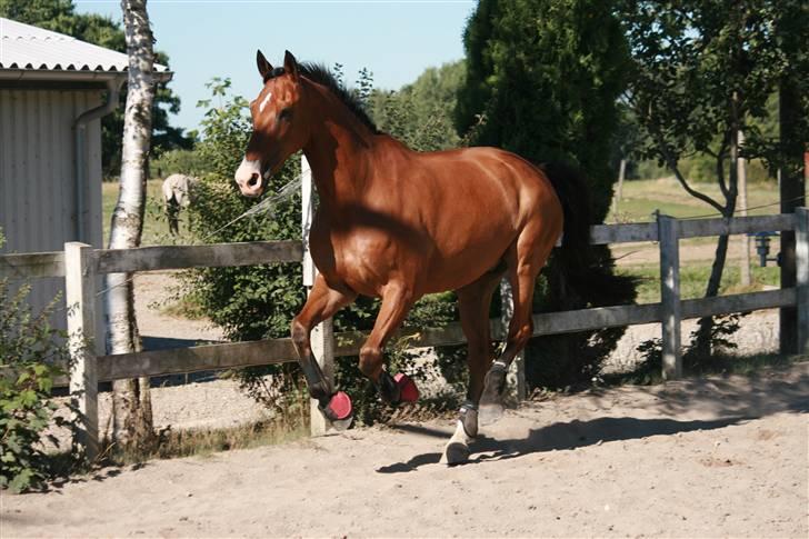 Hollandsk Varmblod Purple KWPN - Foto: Pernica Foto billede 10