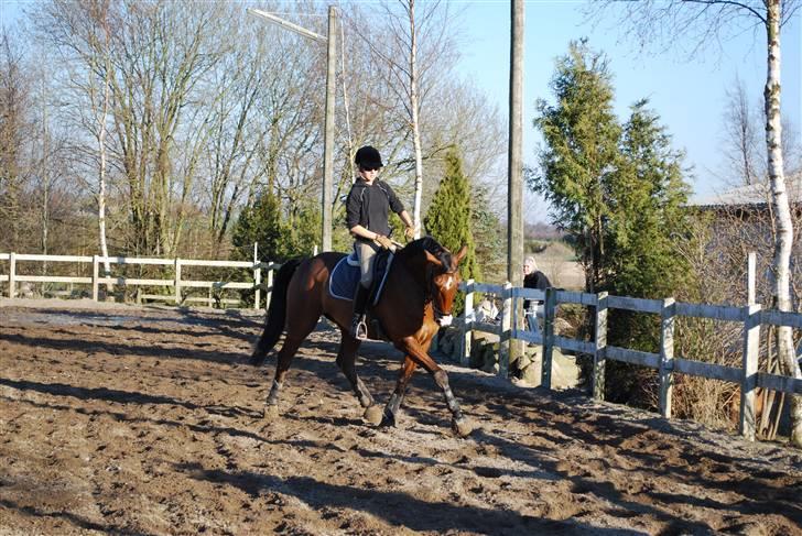 Hollandsk Varmblod Purple KWPN - Foto: Farmand - dressur billede 11