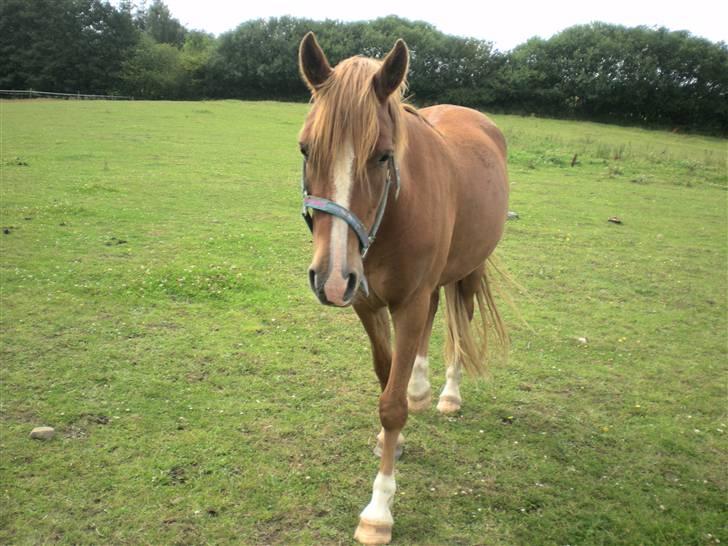 Hollandsk Sportspony Golden Rexter (Rex) billede 1