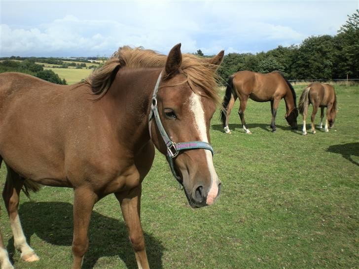 Hollandsk Sportspony Golden Rexter (Rex) - Puuh han er beskidt :) billede 2