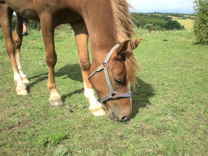 Hollandsk Sportspony Golden Rexter (Rex) billede 3