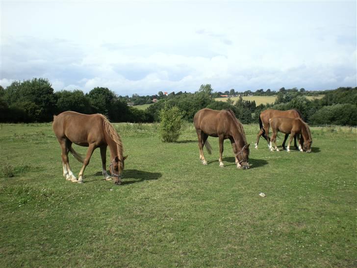 Hollandsk Sportspony Golden Rexter (Rex) billede 4