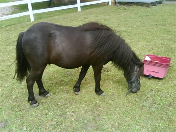 Anden særlig race Blackie *R.I.P*  billede 15