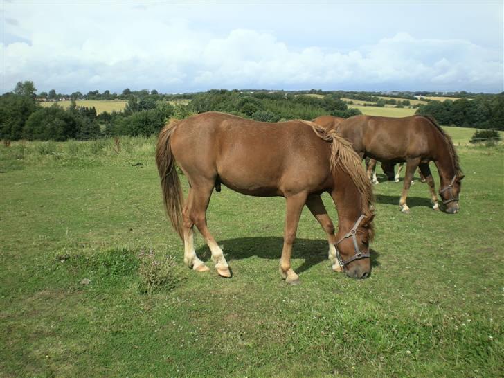 Hollandsk Sportspony Golden Rexter (Rex) billede 5