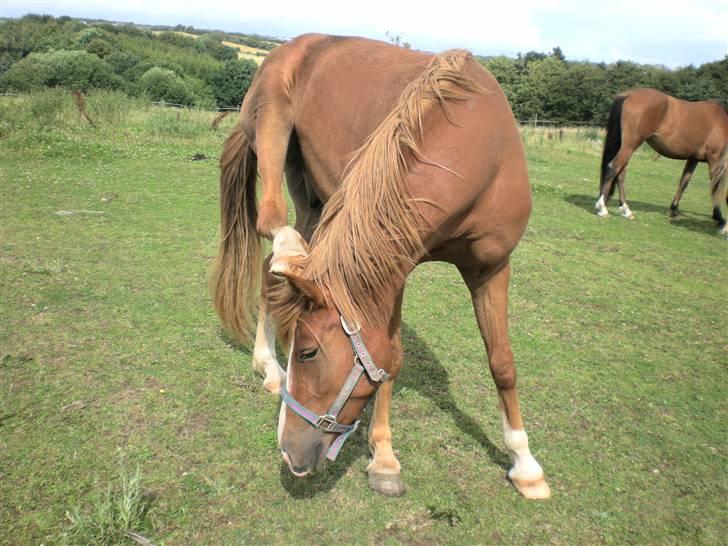 Hollandsk Sportspony Golden Rexter (Rex) - Uuh det klør :b billede 6