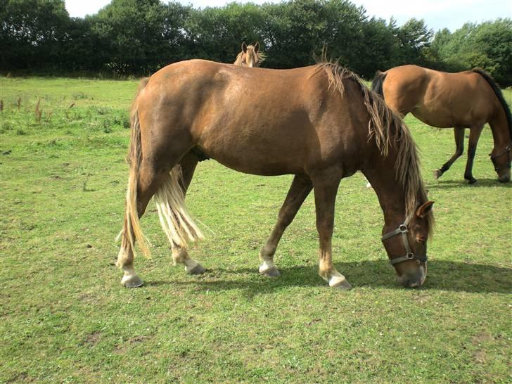 DSP Kenzo (solgt) billede 12