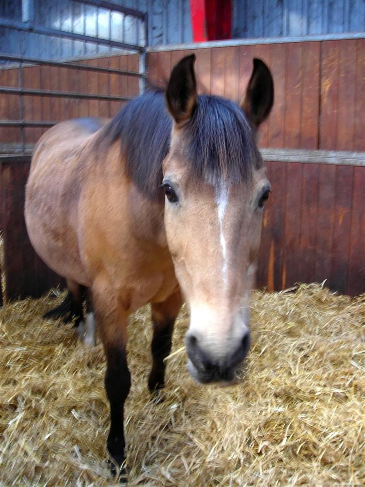 Anden særlig race Bailey Rough  - Bailey da Gitte havde hende :´) Hun nød livet<3 billede 15