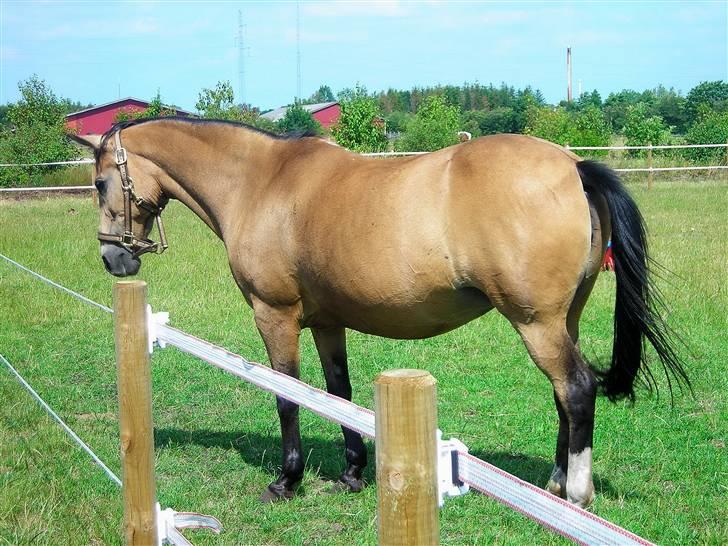 Anden særlig race Bailey Rough  - På sommerfold billede 16