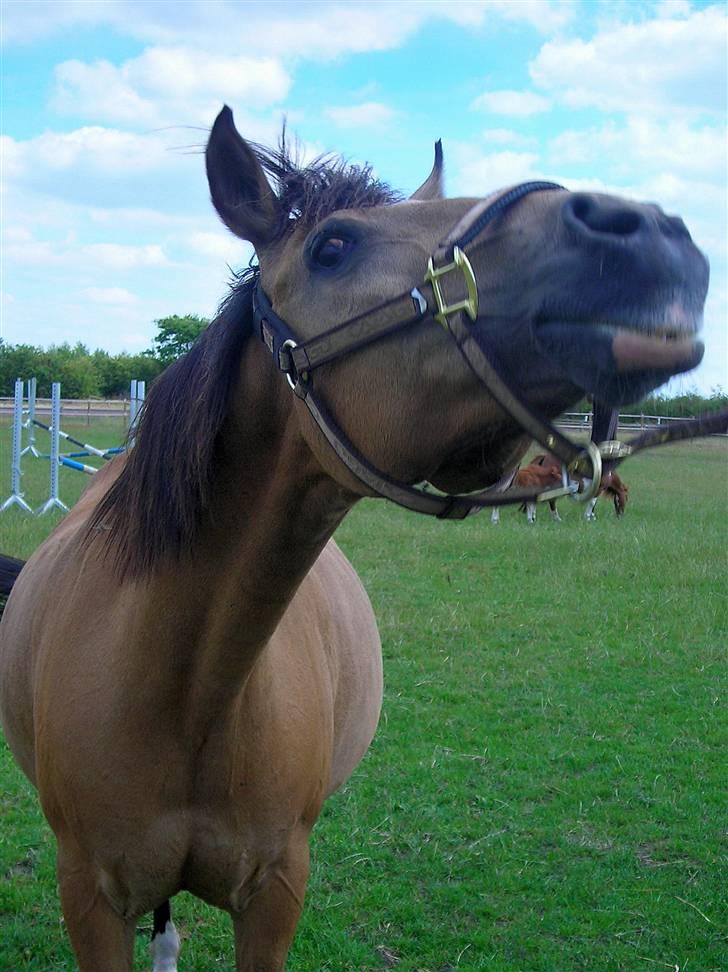 Anden særlig race Bailey Rough  - Hos gitte <3 billede 18