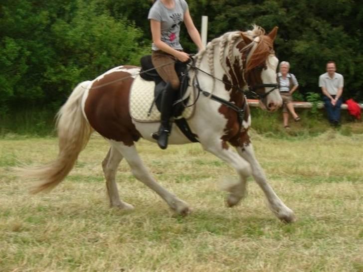 Anden særlig race Golden Atlas - Undervisning ved min ynglings værste ridelære Sabbe <3 Foto: Sabbe billede 5