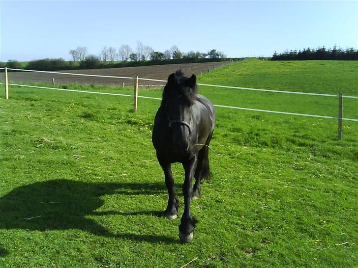 Frieser gepke billede 1