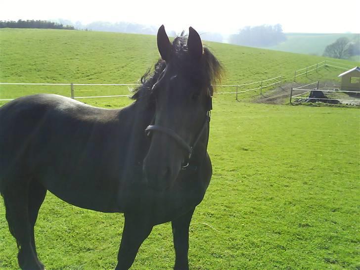 Frieser gepke billede 2