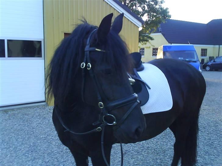 Frieser gepke billede 3