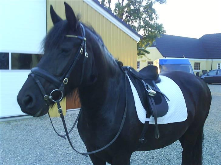 Frieser gepke billede 4