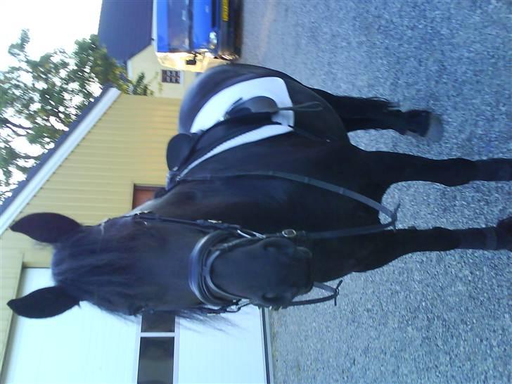 Frieser gepke billede 5