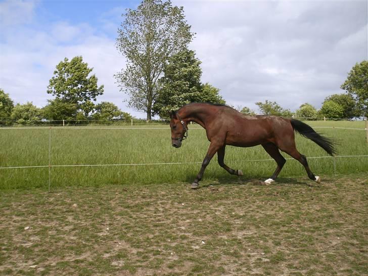 Traver Pressifon  - elsker virkelig det billede<3 billede 2