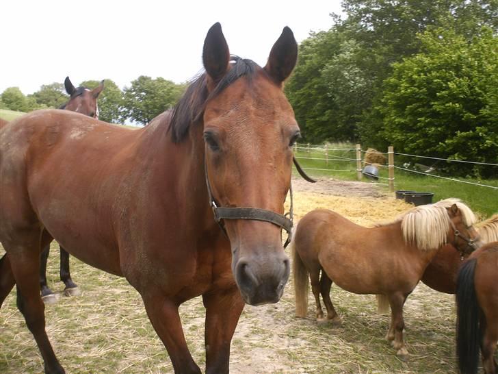 Traver Pressifon  - pressifon jeg er væk i dine dejlige øjne<3 billede 5