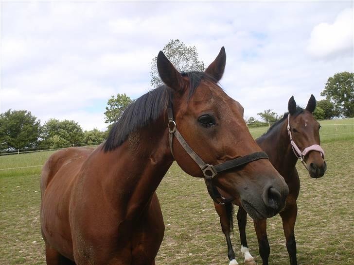 Traver Pressifon  - pressifon og hans lille kæreste;b billede 6