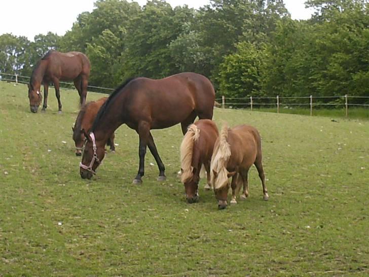 Traver Pressifon  - dem han går sammen med ( pressifon der er bagerst) billede 7