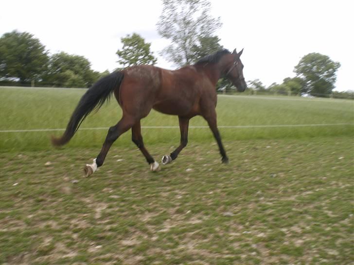 Traver Pressifon  - du er så smuk skat<3 billede 8