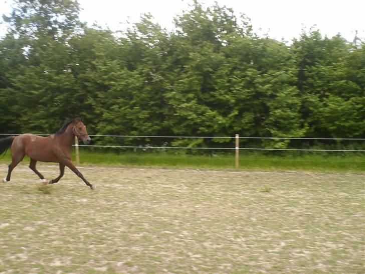 Traver Pressifon  - elsker dig min lille skat<3 billede 9