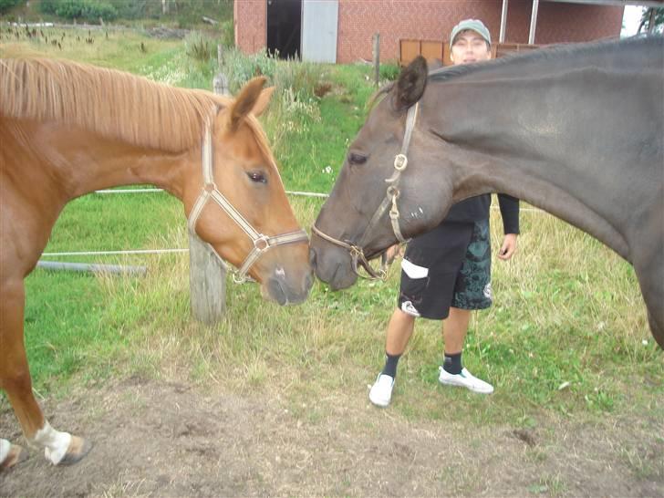 Anden særlig race Heimdals Spirit billede 2