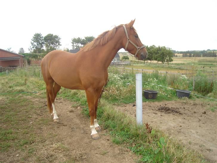 Anden særlig race Heimdals Spirit billede 5